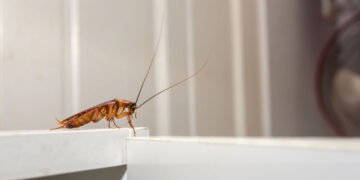 3 plantas que afastam baratas e ainda deixam sua casa perfumada