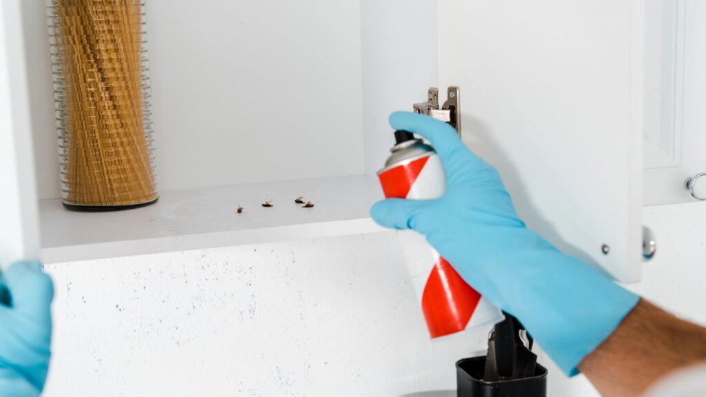 Está sofrendo com baratas? Veja dicas práticas para manter esses insetos longe da sua casa