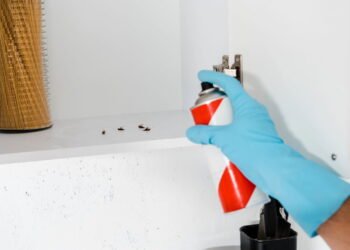 Está sofrendo com baratas? Veja dicas práticas para manter esses insetos longe da sua casa