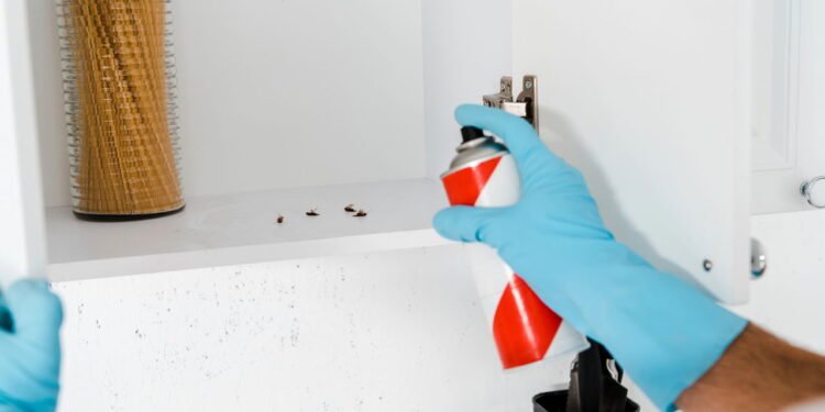 Está sofrendo com baratas? Veja dicas práticas para manter esses insetos longe da sua casa