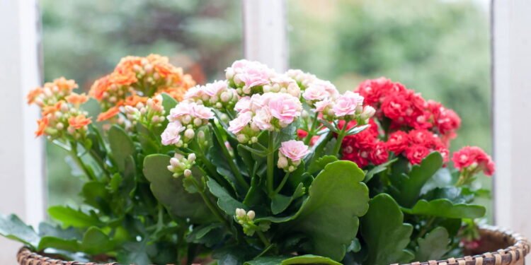 Kalanchoe - Créditos: depositphotos.com / artursfoto1