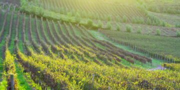 O que faz dessa cidade sulista ser chamada de “capital nacional do vinho”