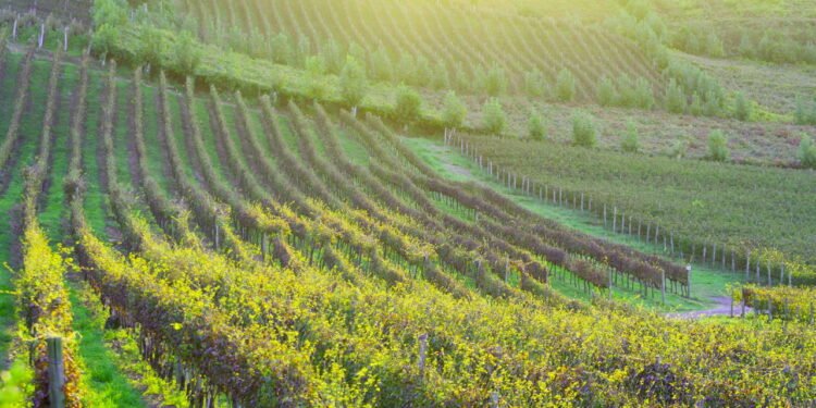 O que faz dessa cidade sulista ser chamada de “capital nacional do vinho”