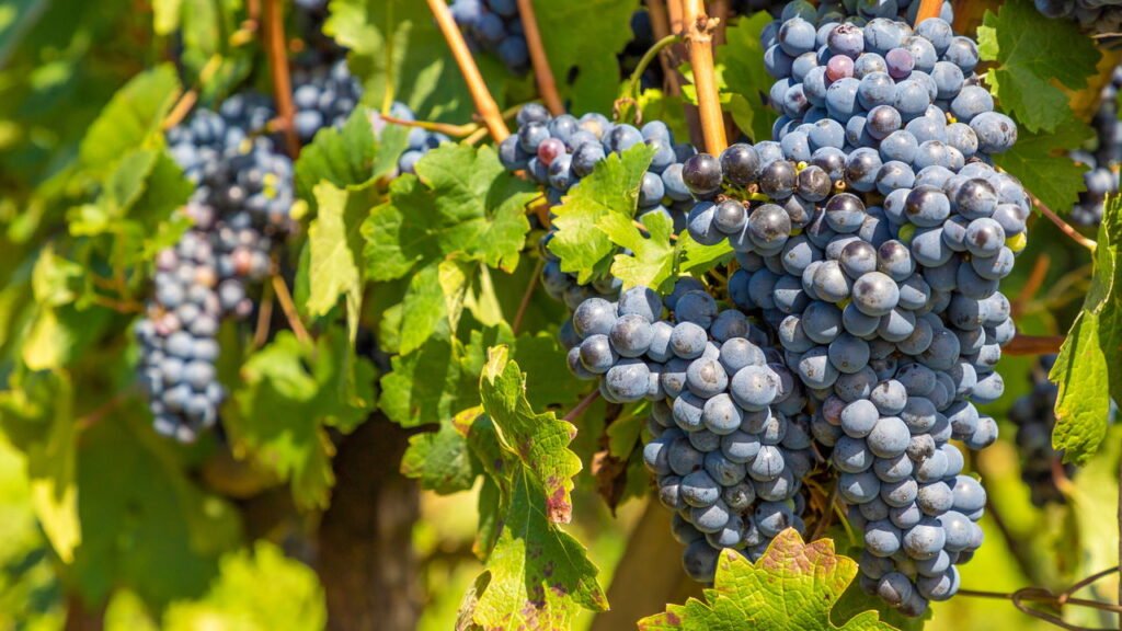 O que faz dessa cidade sulista ser chamada de “capital nacional do vinho”