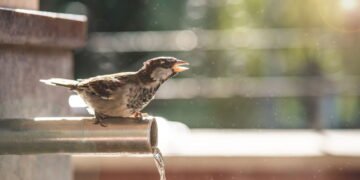 Pesquisas revelam segredos escondidos no canto dos pássaros ao amanhecer