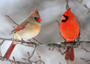 Pesquisas revelam segredos escondidos no canto dos pássaros ao amanhecer