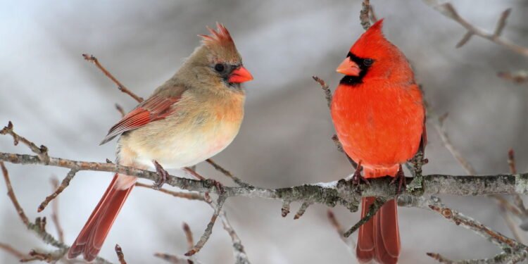 Pesquisas revelam segredos escondidos no canto dos pássaros ao amanhecer