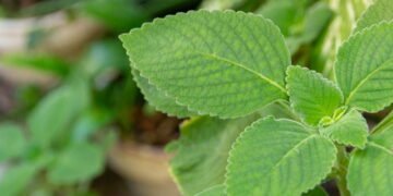 Aprenda a cultivar a flor favorita das vovós para curar o estômago e má digestão