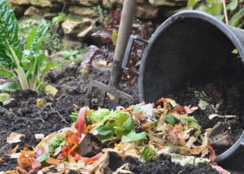 Adubos caseiros funcionam mesmo? Veja os mitos e verdades
