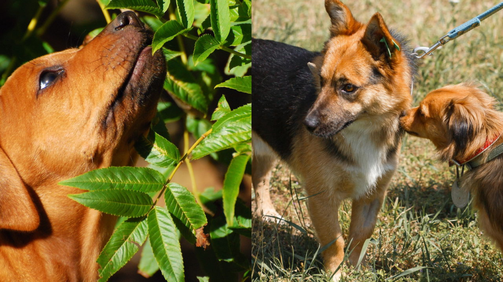 Cães se cheiram