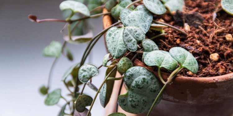 A planta que parece corrente de corações e como cultivar em casa