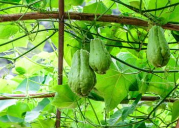Dicas práticas para plantar chuchu em vaso e ter boa colheita