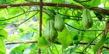 Dicas práticas para plantar chuchu em vaso e ter boa colheita