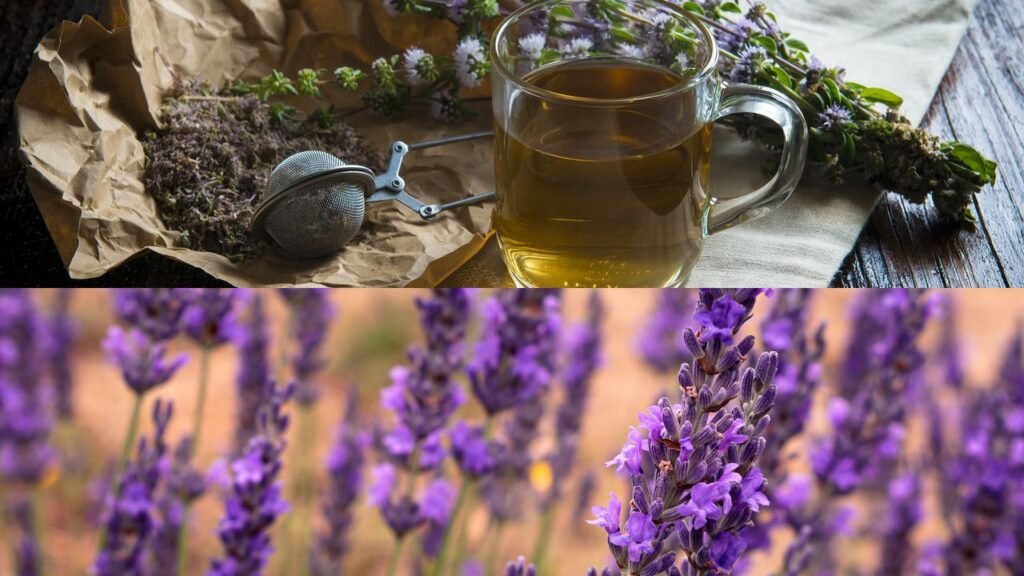 Como plantar lavanda