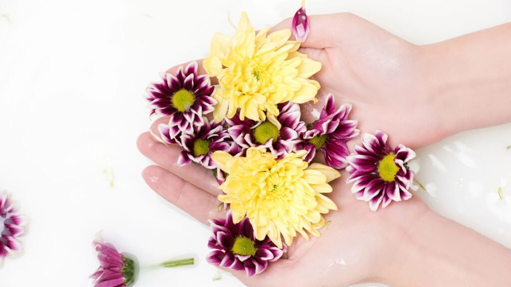 Aprenda a montar um cantinho saudável com plantas que purificam o ar da sua casa