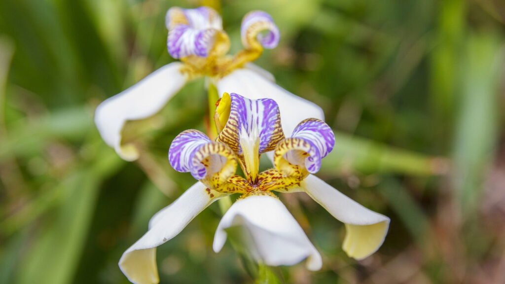 4 plantas para muros que transformam seu jardim em um espetáculo