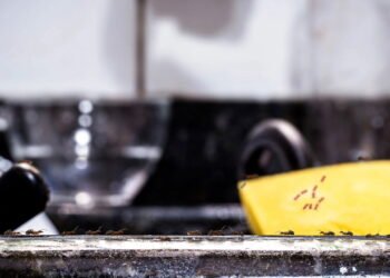 Como se livrar de formigas da sua cozinha com produtos simples e eficazes