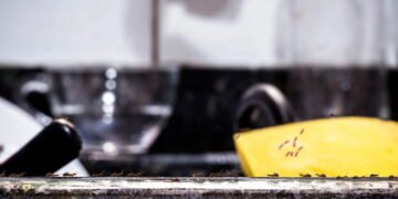Como se livrar de formigas da sua cozinha com produtos simples e eficazes