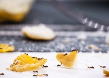 Como se livrar de formigas da sua cozinha com produtos simples e eficazes
