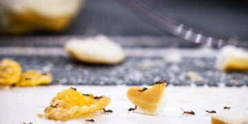 Como se livrar de formigas da sua cozinha com produtos simples e eficazes