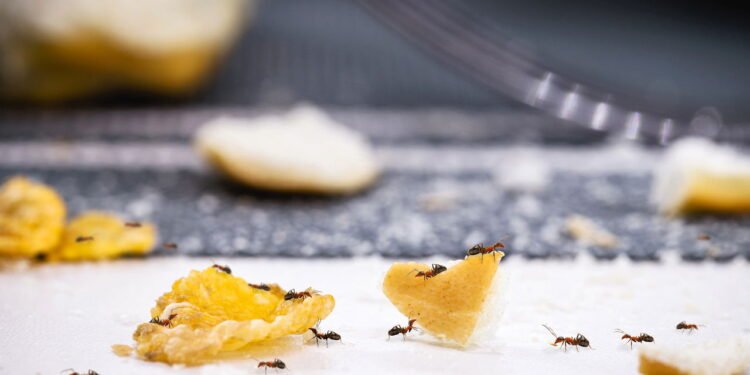 Como se livrar de formigas da sua cozinha com produtos simples e eficazes