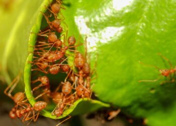 Como afastar formigas das plantas de forma natural e sem utilizar veneno