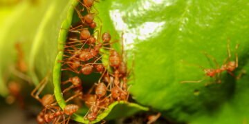 Como afastar formigas das plantas de forma natural e sem utilizar veneno