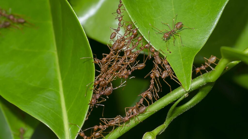 Como afastar formigas das plantas de forma natural e sem utilizar veneno