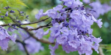 A árvore perfeita para quem quer sombra no jardim sem dor de cabeça