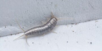 O inseto prateado que invade sua casa sem você perceber