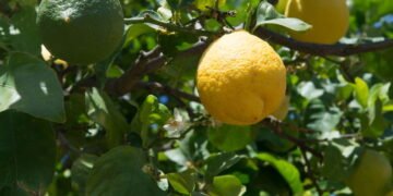 A dica que poucos conhecem para colher limões sicilianos perfeitos