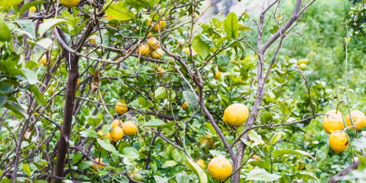 Utilizar um fertilizante caseiro garante que a árvore receba os nutrientes essenciais - Créditos: depositphotos.com / vvoennyy