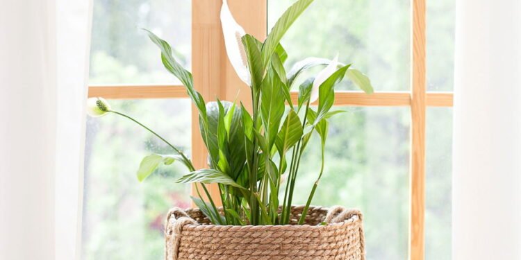 7 plantas de interior perfeitas para quem tem pouco tempo