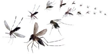 O único lugar do Brasil onde mosquitos praticamente não existem