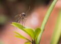 As plantas mais eficazes para afastar mosquitos naturalmente