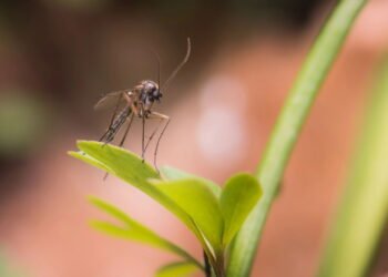 As plantas mais eficazes para afastar mosquitos naturalmente