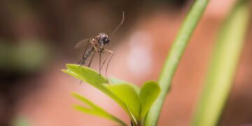 As plantas mais eficazes para afastar mosquitos naturalmente