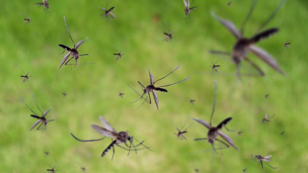 Esta planta comum consegue repelir 90% mais mosquitos que aparelhos elétricos