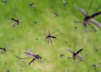 Esta planta comum consegue repelir 90% mais mosquitos que aparelhos elétricos