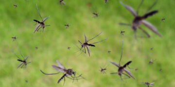 Esta planta comum consegue repelir 90% mais mosquitos que aparelhos elétricos