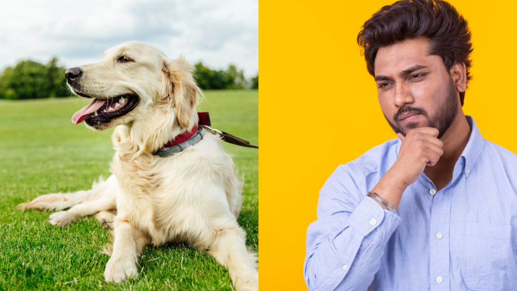 Não gostar de cachorro