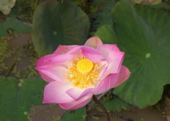 Como cuidar da flor de lótus para ter flores saudáveis e duradouras