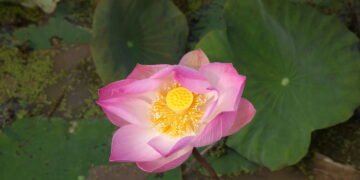 Como cuidar da flor de lótus para ter flores saudáveis e duradouras