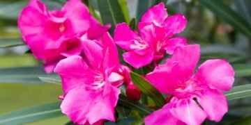 7 plantas tóxicas que parecem inofensivas mas são perigosas