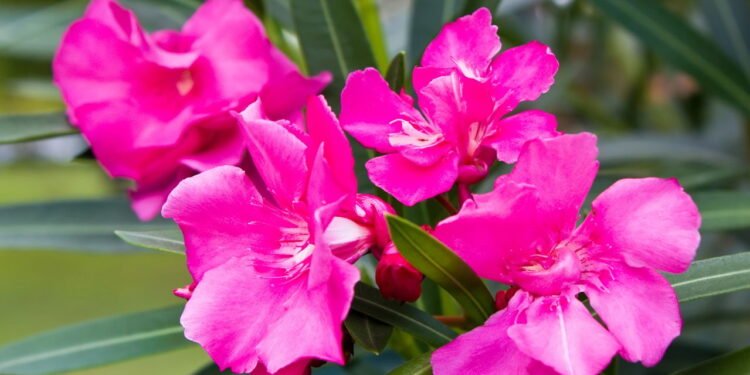 7 plantas tóxicas que parecem inofensivas mas são perigosas