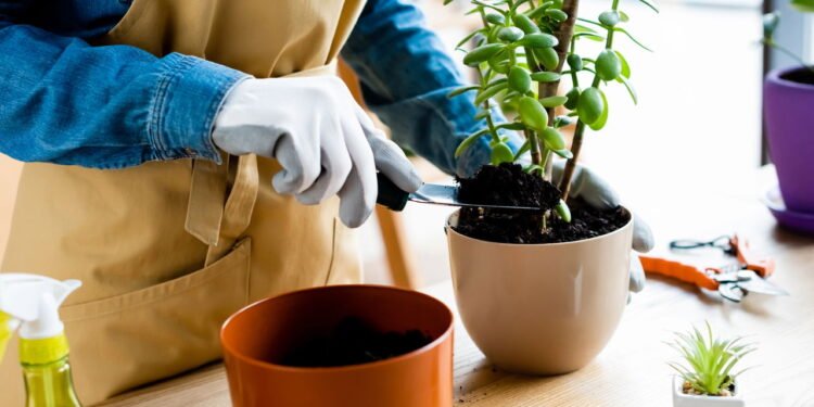 Melhor fase da lua para plantar? Guia prático da jardinagem lunar