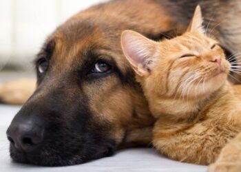 Conheça os 5 cuidados essenciais para manter a saúde e bem-estar dos seus pets