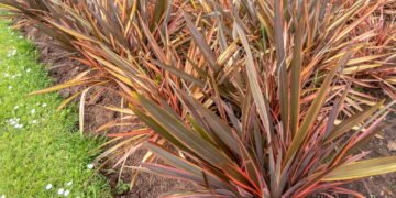 4 plantas para muros que transformam seu jardim em um espetáculo