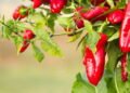 Sua horta pode ficar mais picante com pimentas cultivadas em casa de forma sustentável