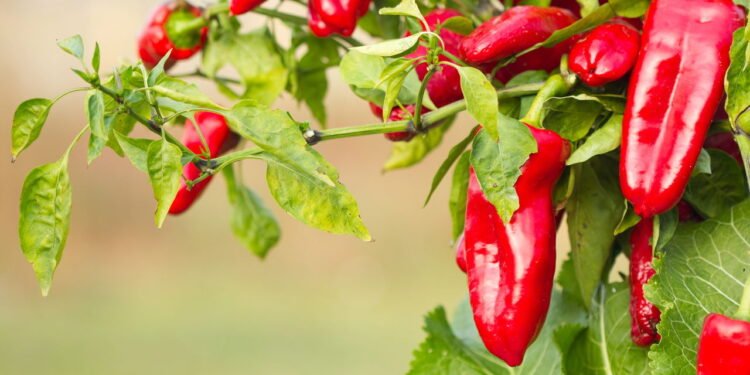 Sua horta pode ficar mais picante com pimentas cultivadas em casa de forma sustentável